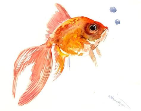 Aquarell Fische Malen Fischlexikon