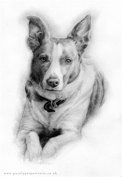 pencil drawings purely pet portraits pet portraits uk