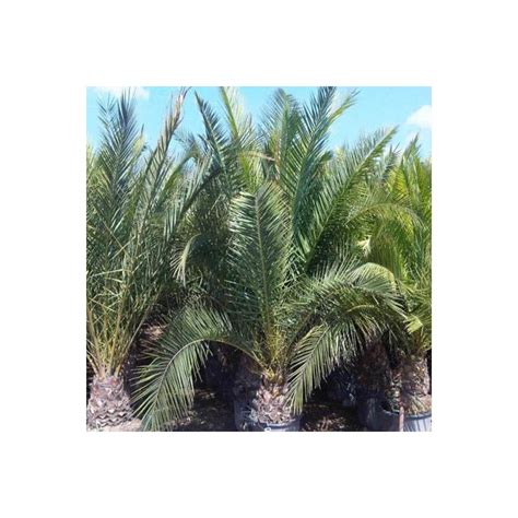 Palmier Phoenix Canariensis Palmiers