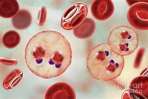 Plasmodium Falciparum Ring Stage Labeled