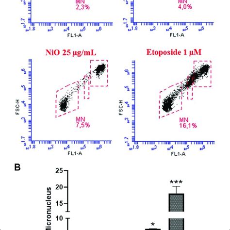 Micronucleus Detection In Thp 1 Cells Exposed To Nio Nps For 48 H