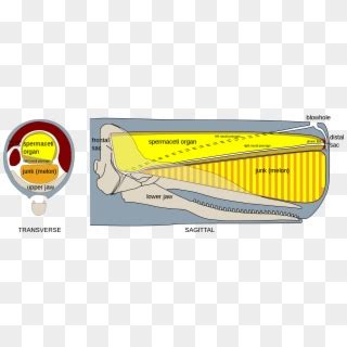 Sperm Whale Head Anatomy - Spermaceti Organ, HD Png Download - 2173x781 ...