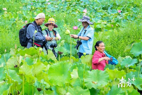 图集｜从撂荒地到荷花香，梅县区石坑镇“莲”通村民致富路种植龙凤发展