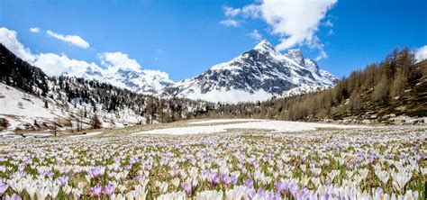 Home - Valtellina