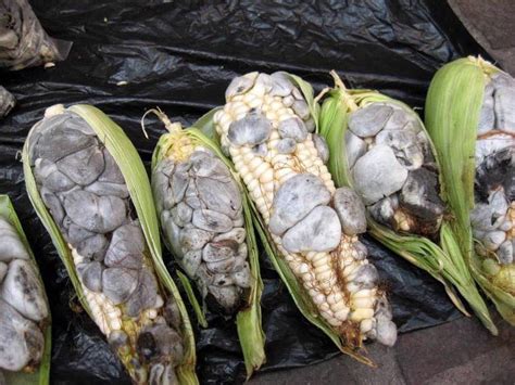 Edible fungus that grows on corn called huitlacoche : r/WTF