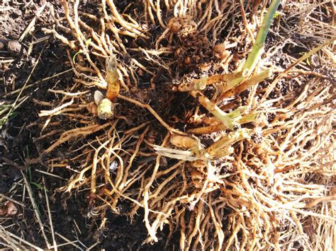 Splitting Asparagus Crowns – Bay Branch Farm