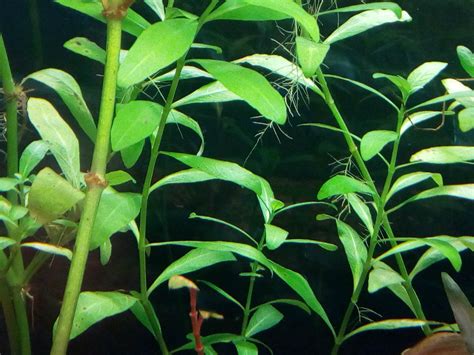 Hygrophila polysperma | The Planted Tank Forum