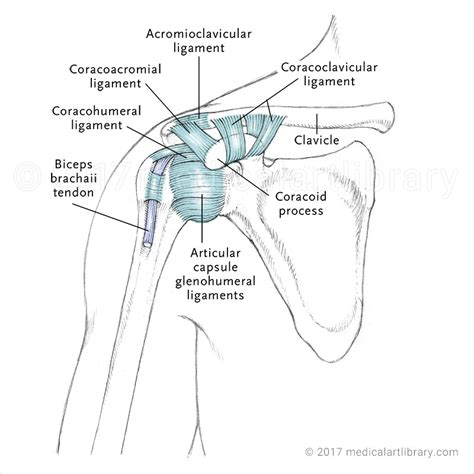 Shoulder Ligament Anatomy Diagram : Shoulder Anatomy - The rotator cuff muscles predominantly ...