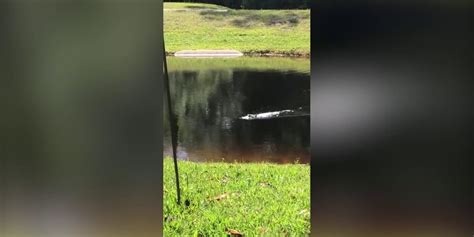 Watch: Epic battle in Florida between alligator and snake in couple's backyard | Fox Weather