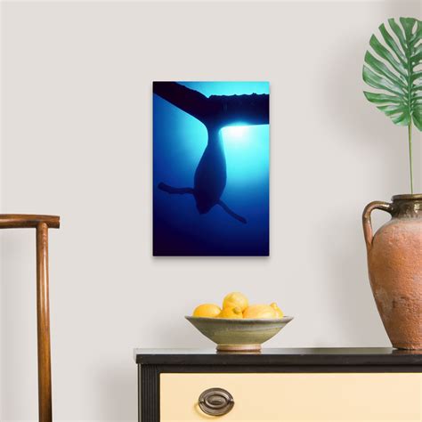 Humpback Whale male singing underwater, Maui, Hawaii Wall Art, Canvas ...