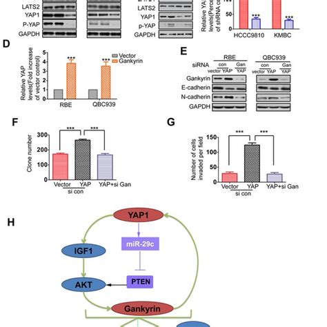 Gankyin Upregulates Yap At Transcriptional Level And Is Responsible For