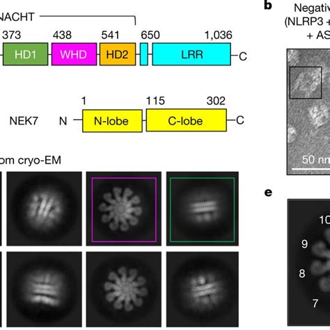 Cryo EM Structure Of The C10 NLRP3NEK7ASC Inflammasome Complex A An