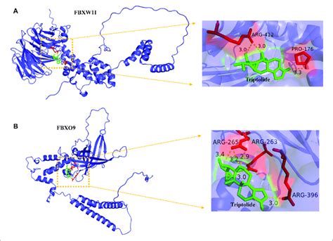 Binding Of Triptolide To The Core Target Fbxw And Fbxo Using