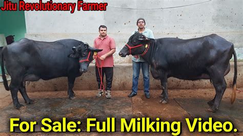 👍for Sale Top Murrah Milk 20 Litre Per Day Hardeep Sirs Farm