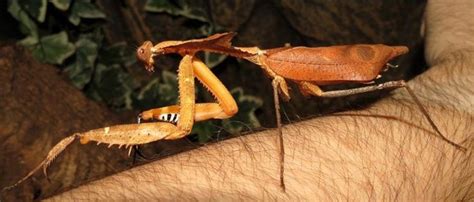 Giant Dead Leaf Mantis Facts, Identification and Pictures