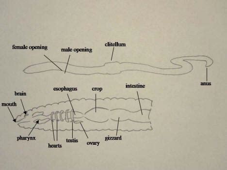 Worm Anatomy