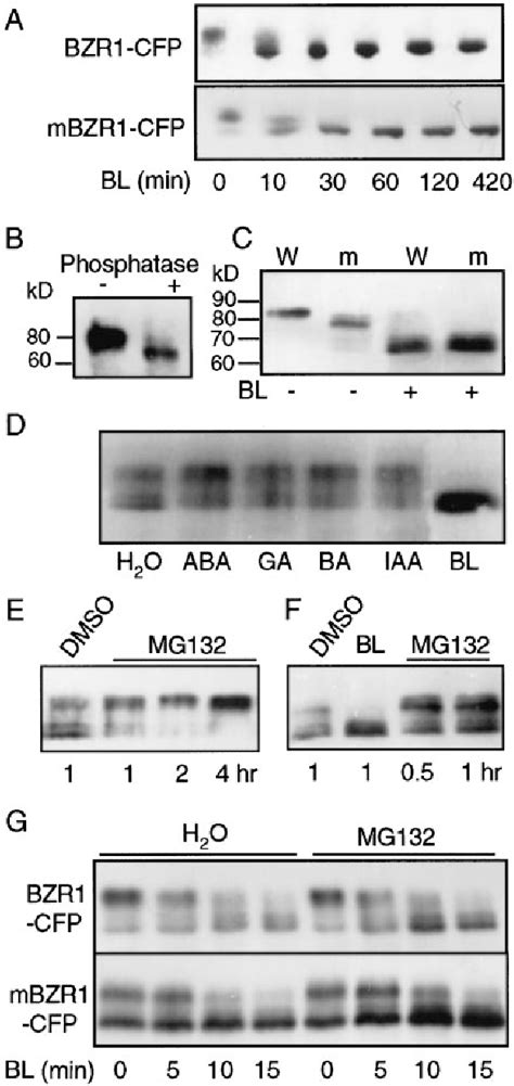 Figure From The Gsk Like Kinase Bin Phosphorylates And Destabilizes