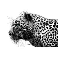 Cheetah Transparent Transparent HQ PNG Download | FreePNGImg