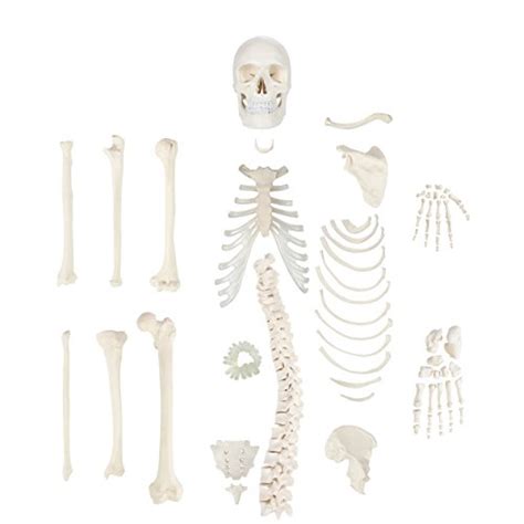 Buy Axis Scientific Half Disarticulated Human Skeleton With Part