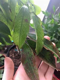 Lychee Leaves Turning Brown