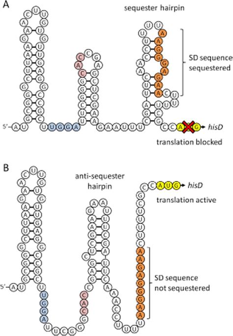 Histidine Biosynthesis Its Regulation And Biotechnological Application