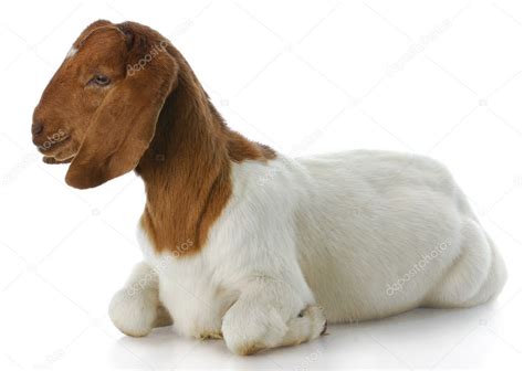 Boer Goats Doe