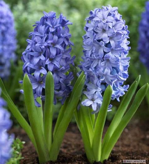 Самые красивые гиацинты в мире: Сорта, Букеты, Фото