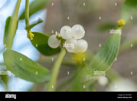 Mistletoe Fruit Viscum Album In Marsh Parasitic Plant Attached To A