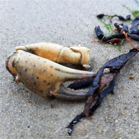 Strandkrabbe Gemeine Strandkrabbe Carcinus Maenas Flickr