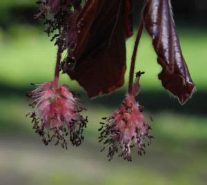 Rotbuche Blatt Rot Braun Bl Te Fagus Sylvatica Galerie Album Bilder Fotos