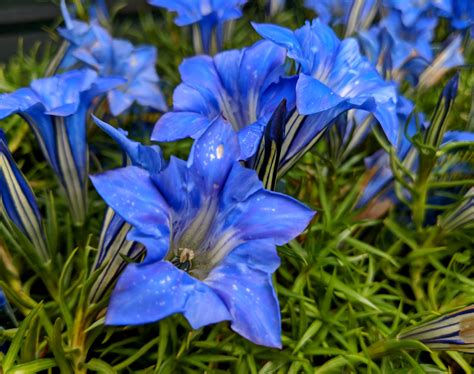 Gentiana Sinoornata Tumblr Gallery