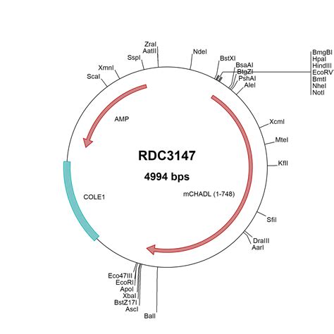 Mouse Chadl Np Versaclone Cdna Rdc R D Systems