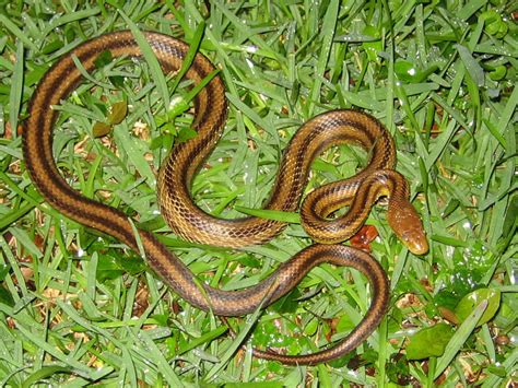 Florida Snake Photograph - Yellow Rat Snake