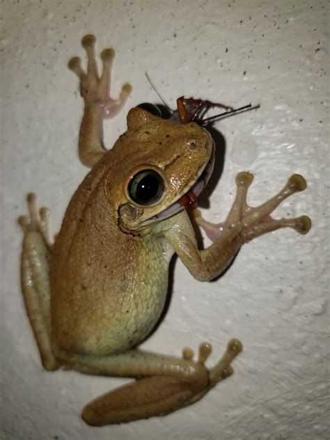 Hispaniolan Common Tree Frog From San Francisco De Macorís Do Du Do