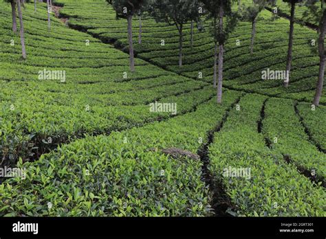 beauty  coonoor  res stock photography  images alamy