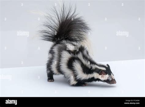 Spotted Skunk On White Background Stock Photo Alamy