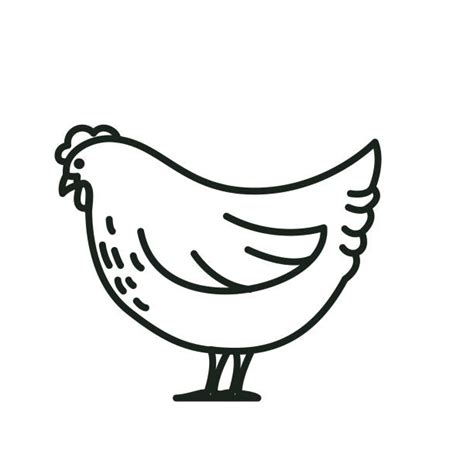 Best Chicken Line Drawing Illustrations, Royalty-Free Vector Graphics & Clip Art - iStock