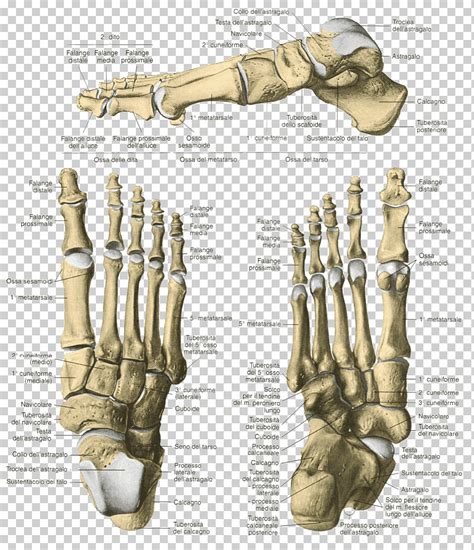 Dedo esqueleto hueso pie anatomía humana esqueleto mano pie tobillo