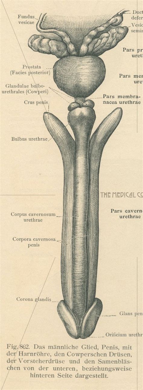 Antique Penis Print Male Sex Organs Print Penis Anatomy Scrotum Testicles Prostate Male