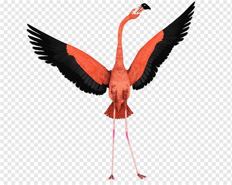 Desenho Flamingo Voo Pássaro Voo De Pássaro Bico Ave Aquática