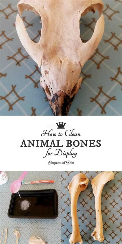 how to clean animal bones at home