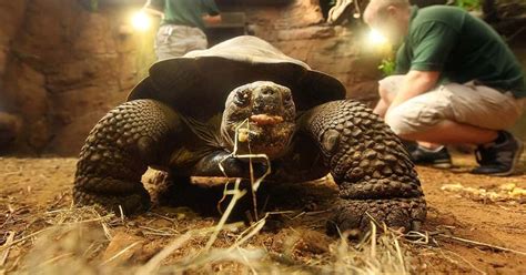 Galápagos Giant Tortoise Retires After Having So Much Sex He Saved His