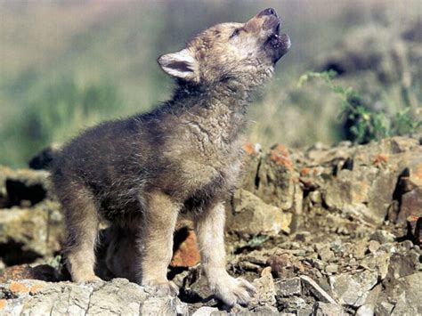 Cute Baby Wolf Wallpaper - WallpaperSafari