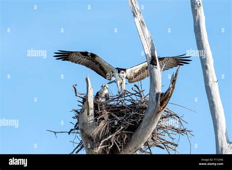 Male And Female Osprey Building Their Nest Stock Photo Alamy