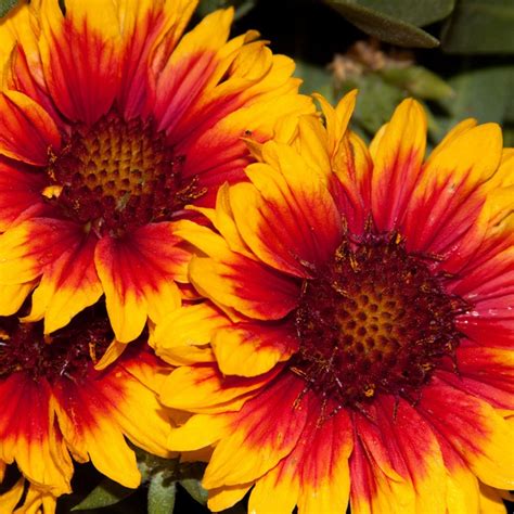 Цветы гайлардия — выращивание, фото | Любимые цветы