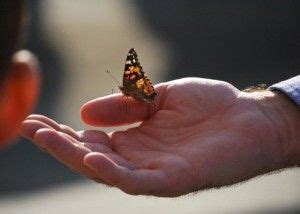 Butterfly Release For Funerals And Memorials Cloverlawn Butterflies