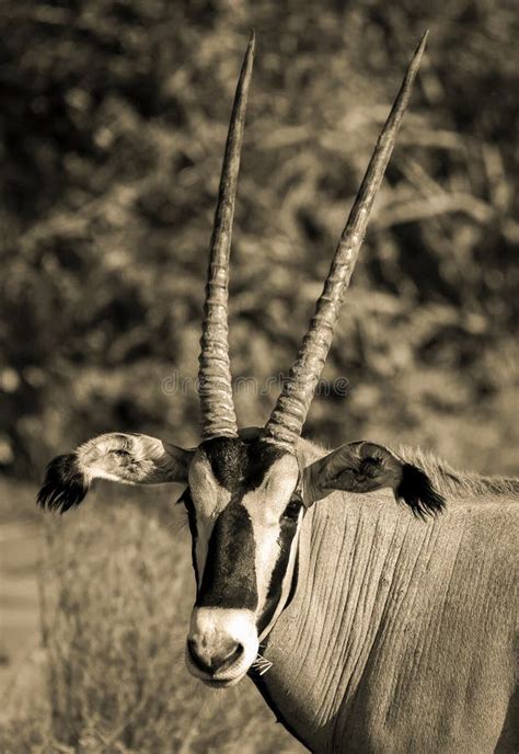 Oryx Head Shot In Sepia Stock Photo Image Of Spiral 41533698