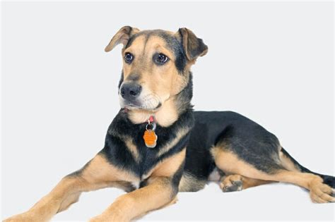 German Shepherd Terrier Mix Breed Information - AllShepherd