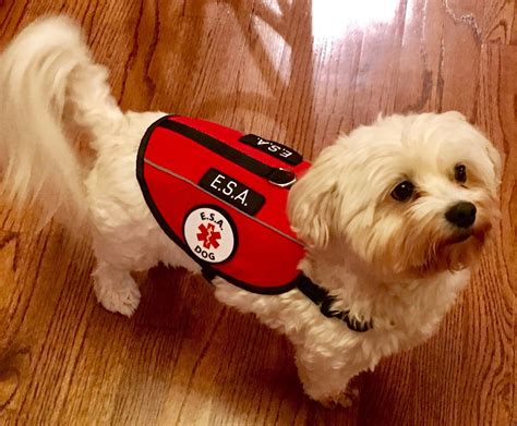 What Is An Emotional Support Dog Vest?