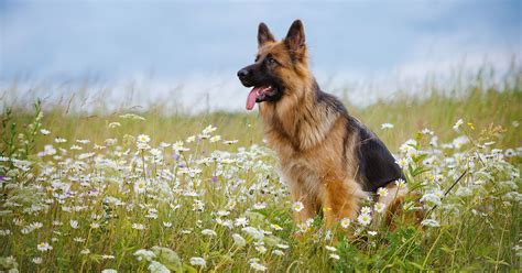 Understanding Excessive Dog Scratching And Effective Remedies German